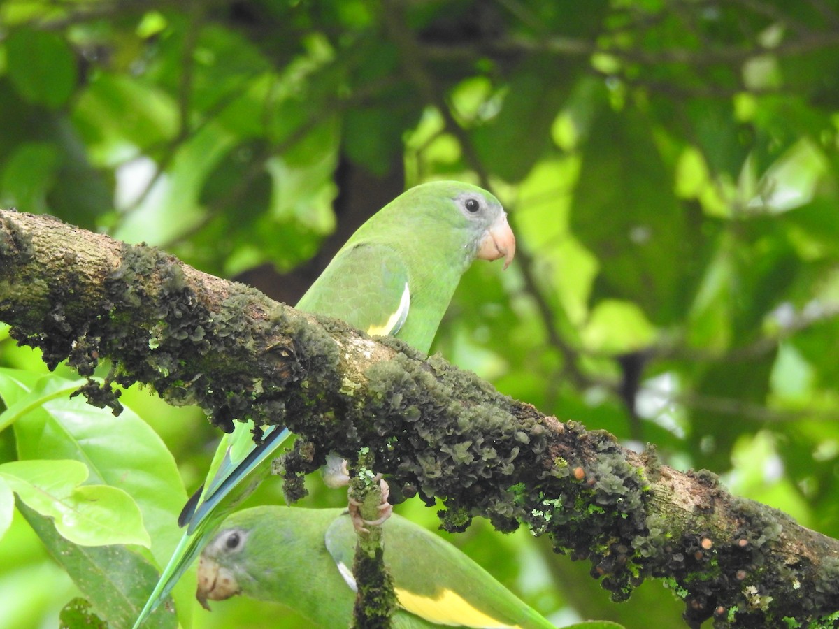 White-winged Parakeet - Diana Patricia Deaza Curico