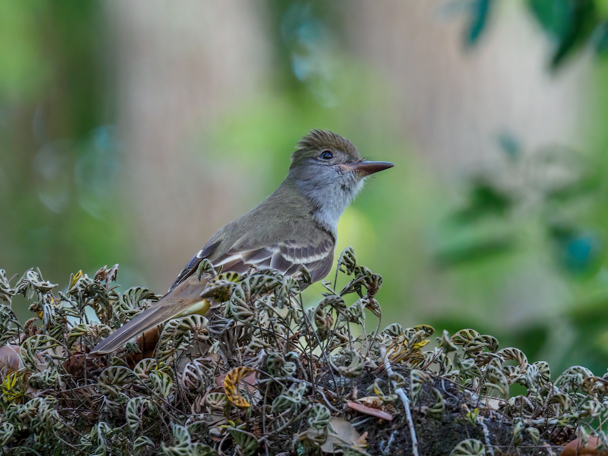 Great Crested Flycatcher - ML617501716