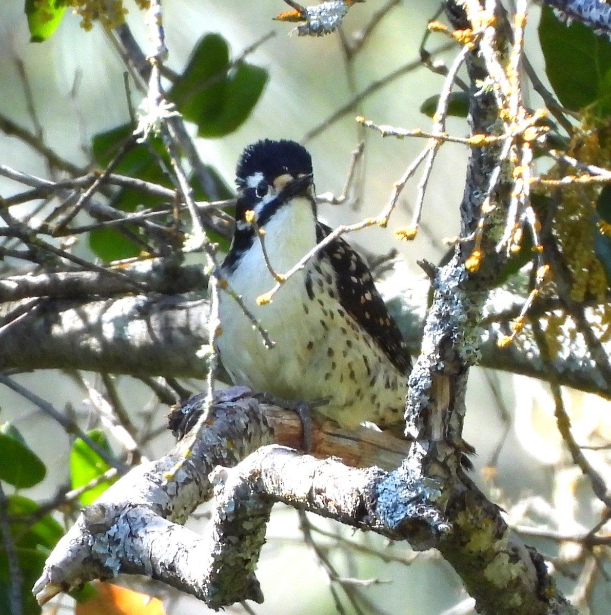 Nuttall's Woodpecker - ML617501764