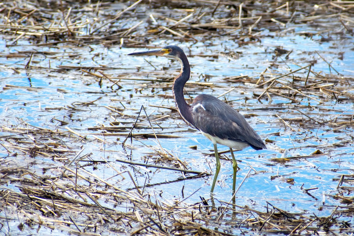 Tricolored Heron - ML617501765