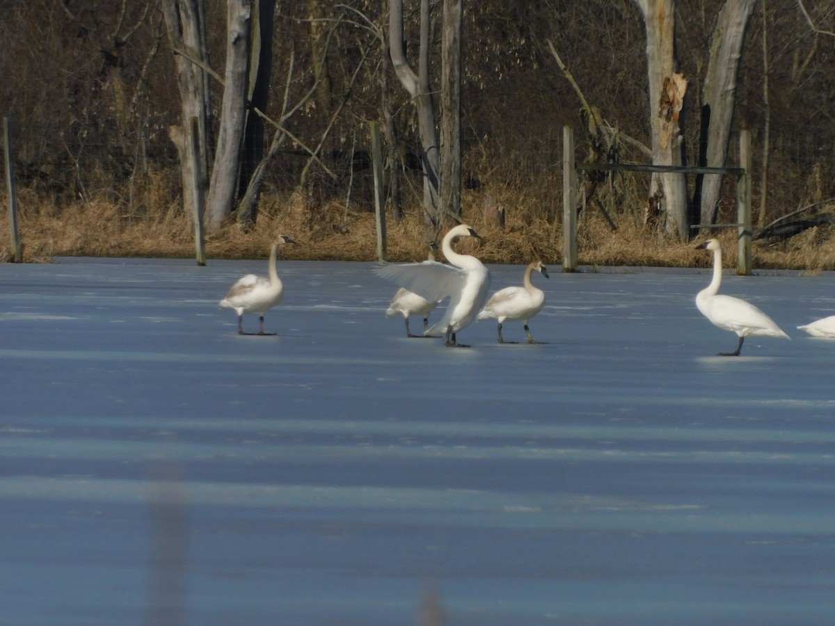 Trumpeter/Tundra Swan - ML617501785