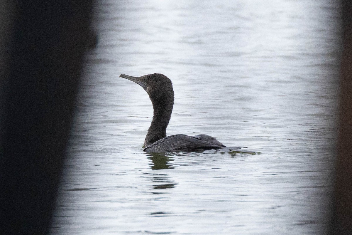 Little Black Cormorant - ML617501802