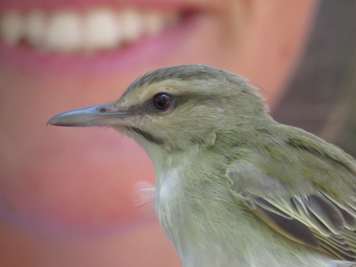 Black-whiskered Vireo - Scot Duncan