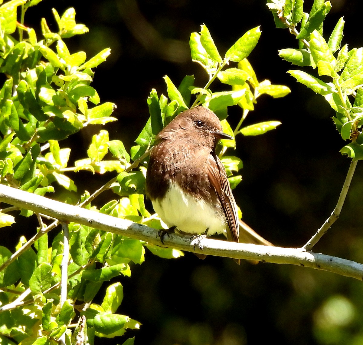 Black Phoebe - Sharon Wilcox