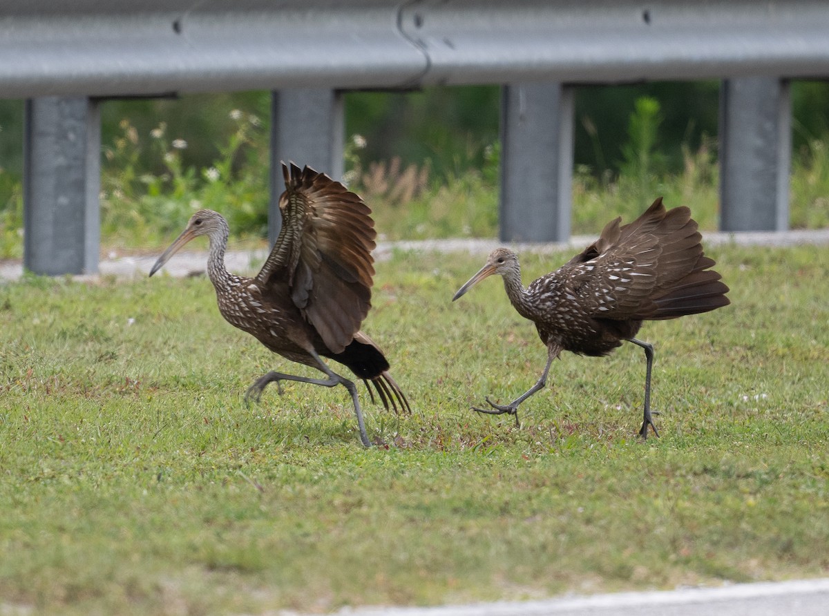 Limpkin - ML617501876