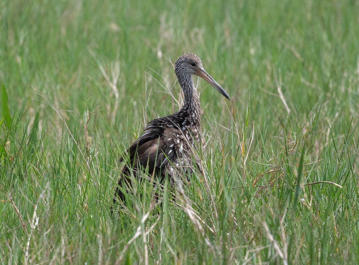 Limpkin - Tom Warren