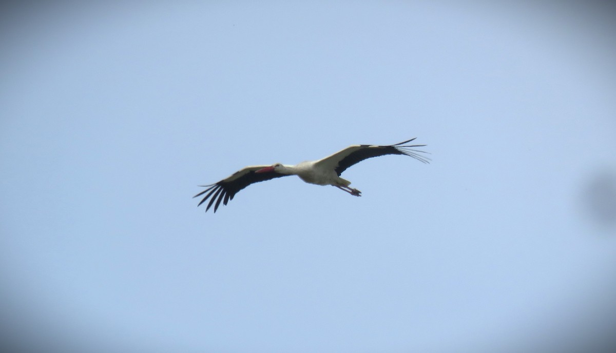 stork - ML617501879