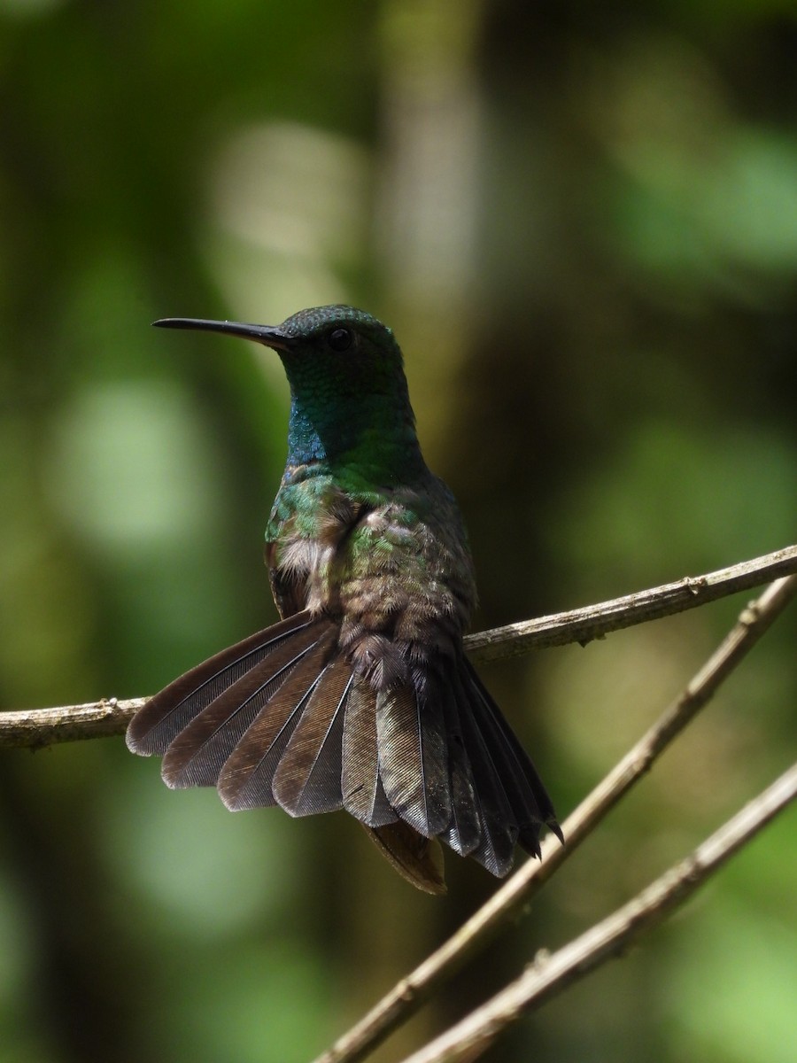 Colibrí Patirrojo - ML617501889