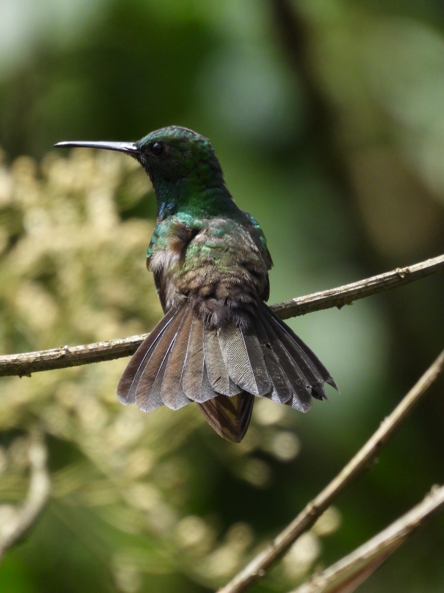 Bronze-tailed Plumeleteer - José Vargas Mena