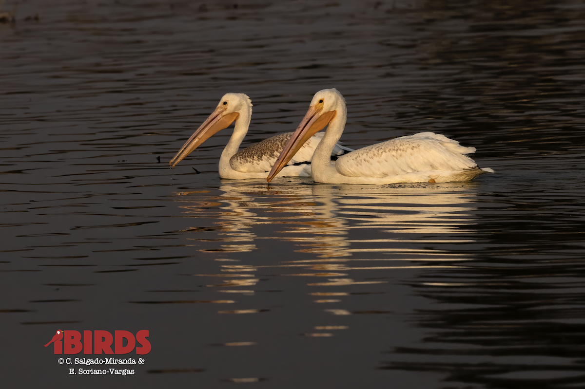 American White Pelican - ML617501894