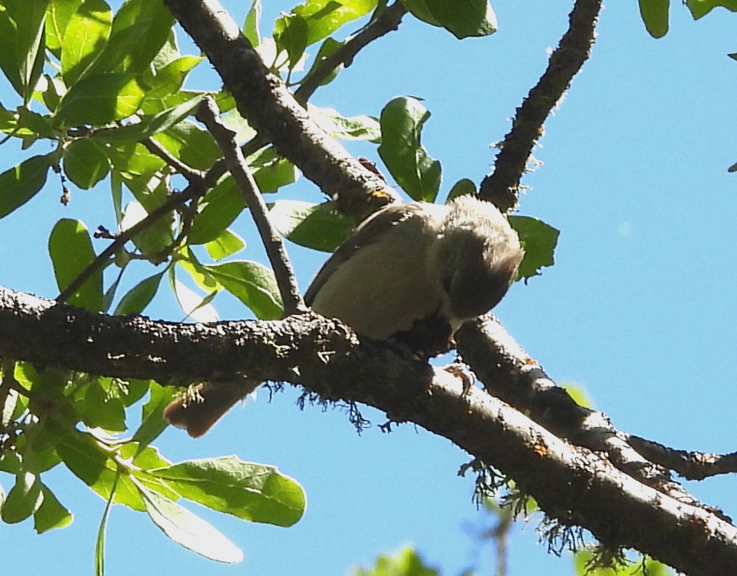 Oak Titmouse - Sharon Wilcox