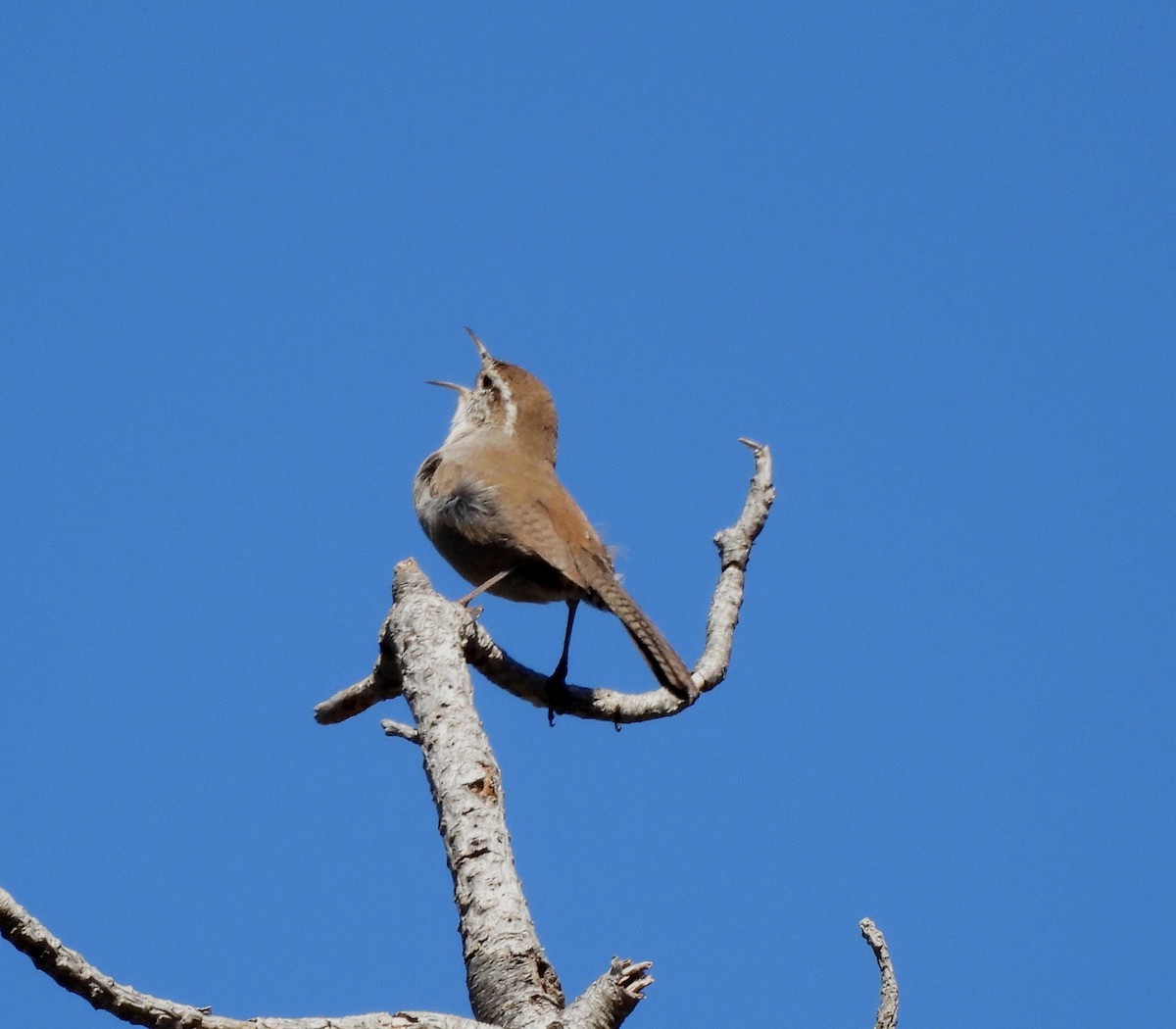 Bewick's Wren - Sharon Wilcox