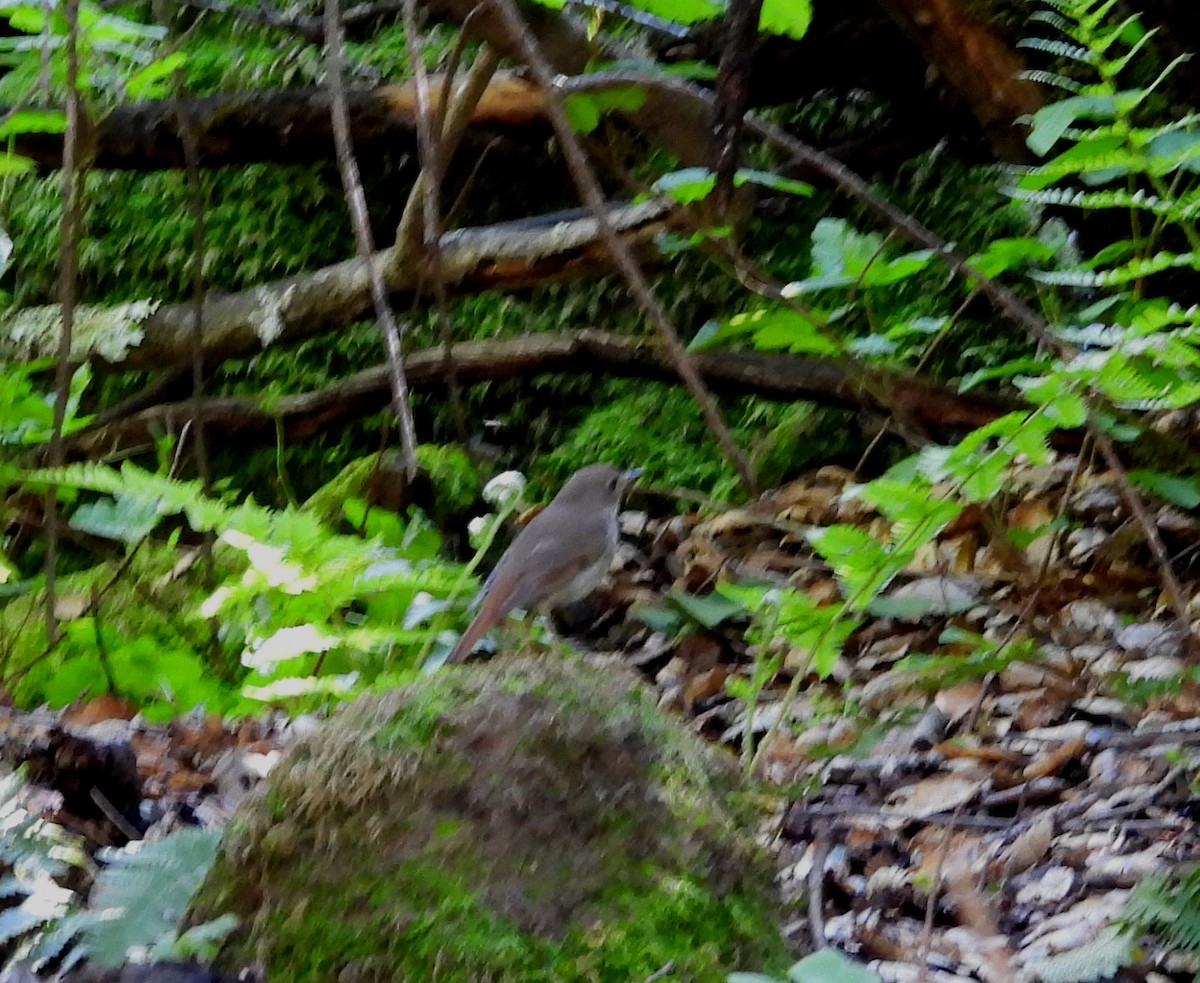 Hermit Thrush - Sharon Wilcox