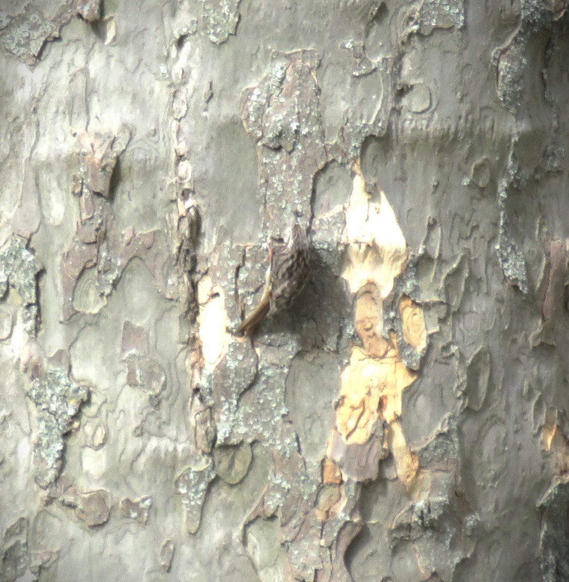 Eurasian Treecreeper - ML617501949