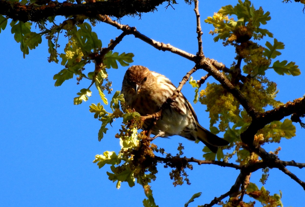 Pine Siskin - Sharon Wilcox