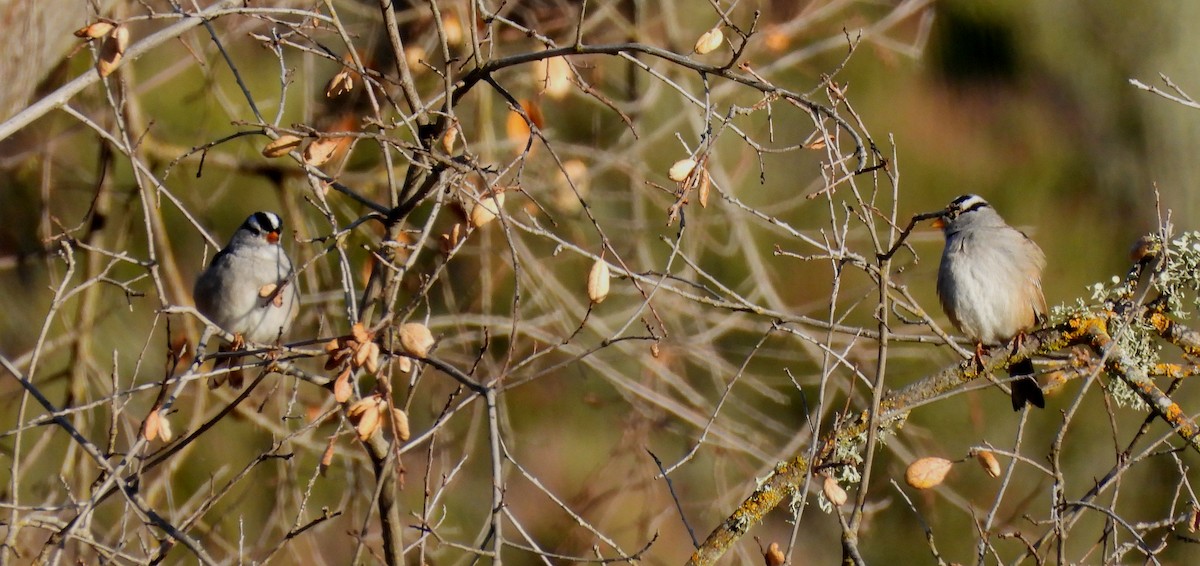 White-crowned Sparrow - Sharon Wilcox