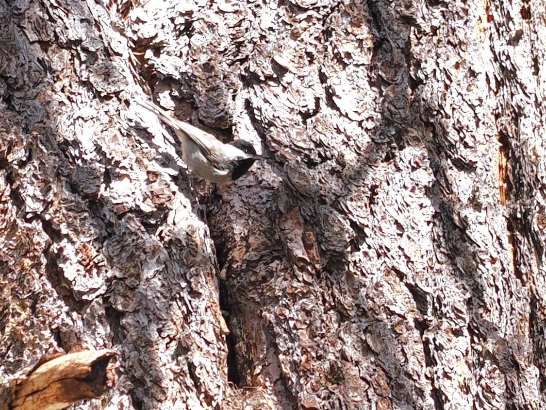 Mexican Chickadee - ML617501979