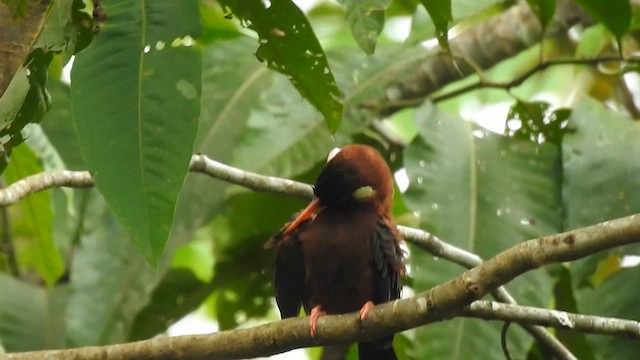 White-eared Jacamar - ML617501981