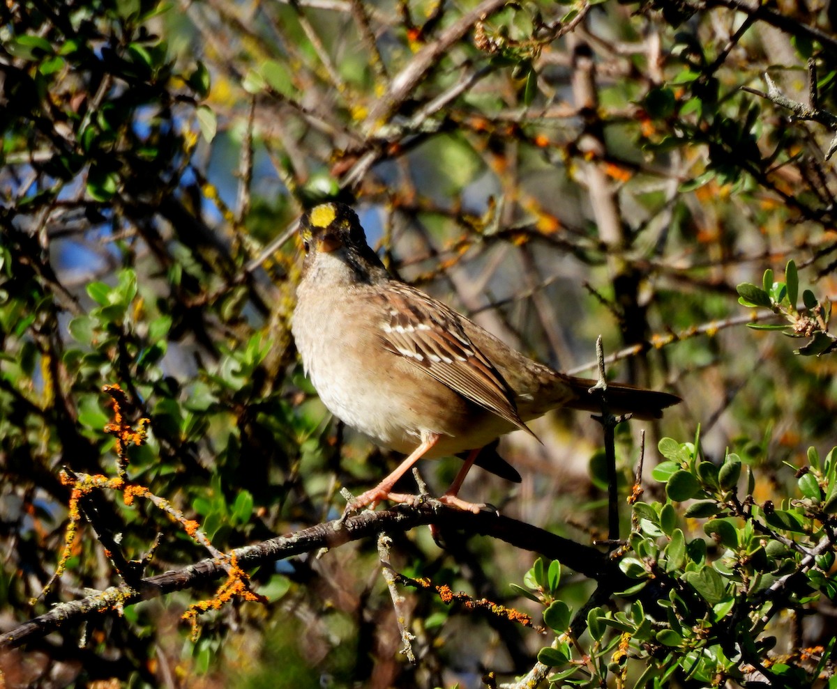 Golden-crowned Sparrow - Sharon Wilcox