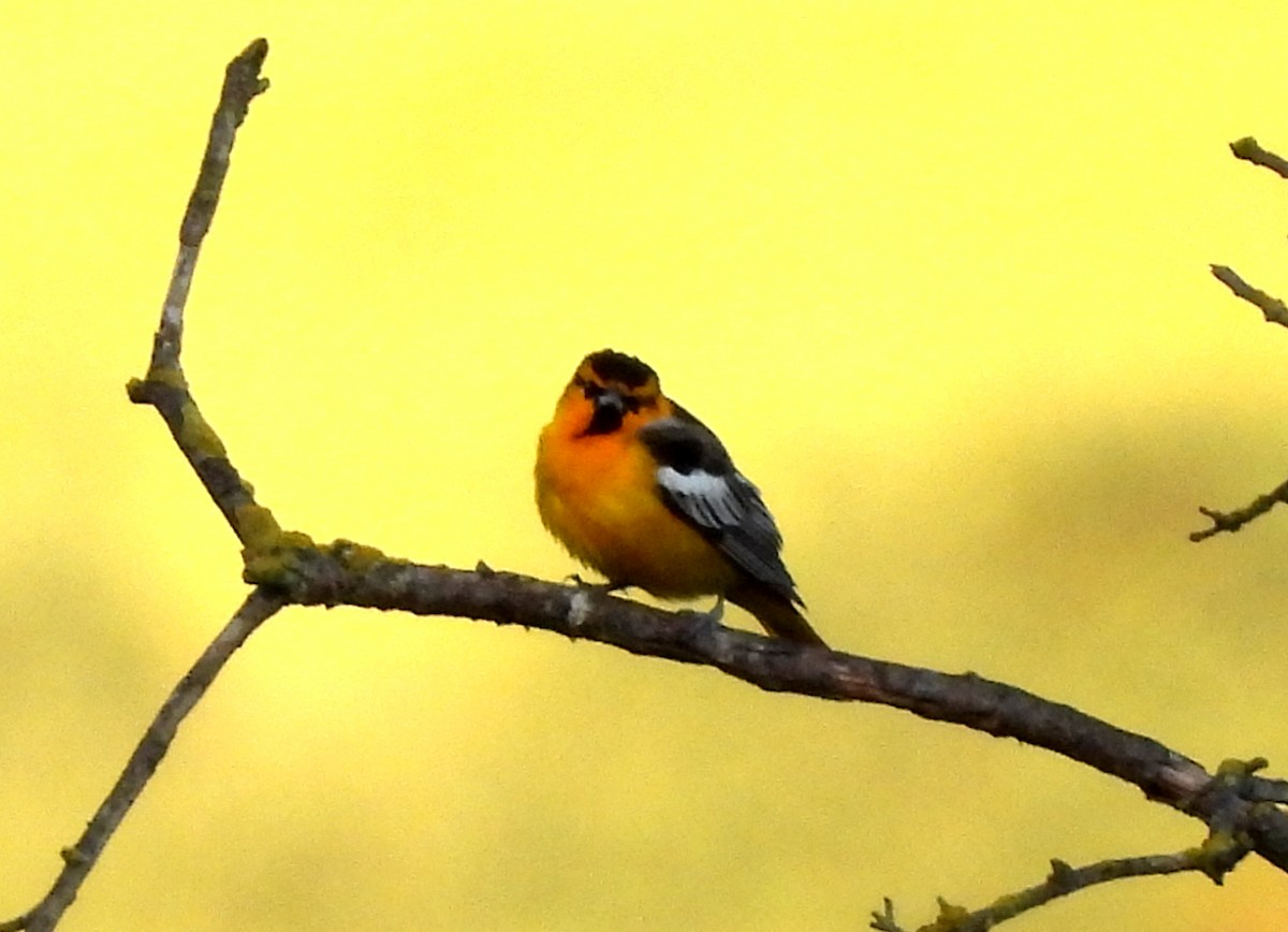 Bullock's Oriole - Sharon Wilcox