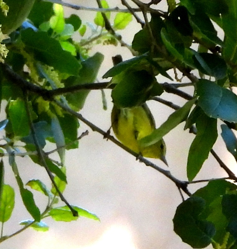 Orange-crowned Warbler - Sharon Wilcox