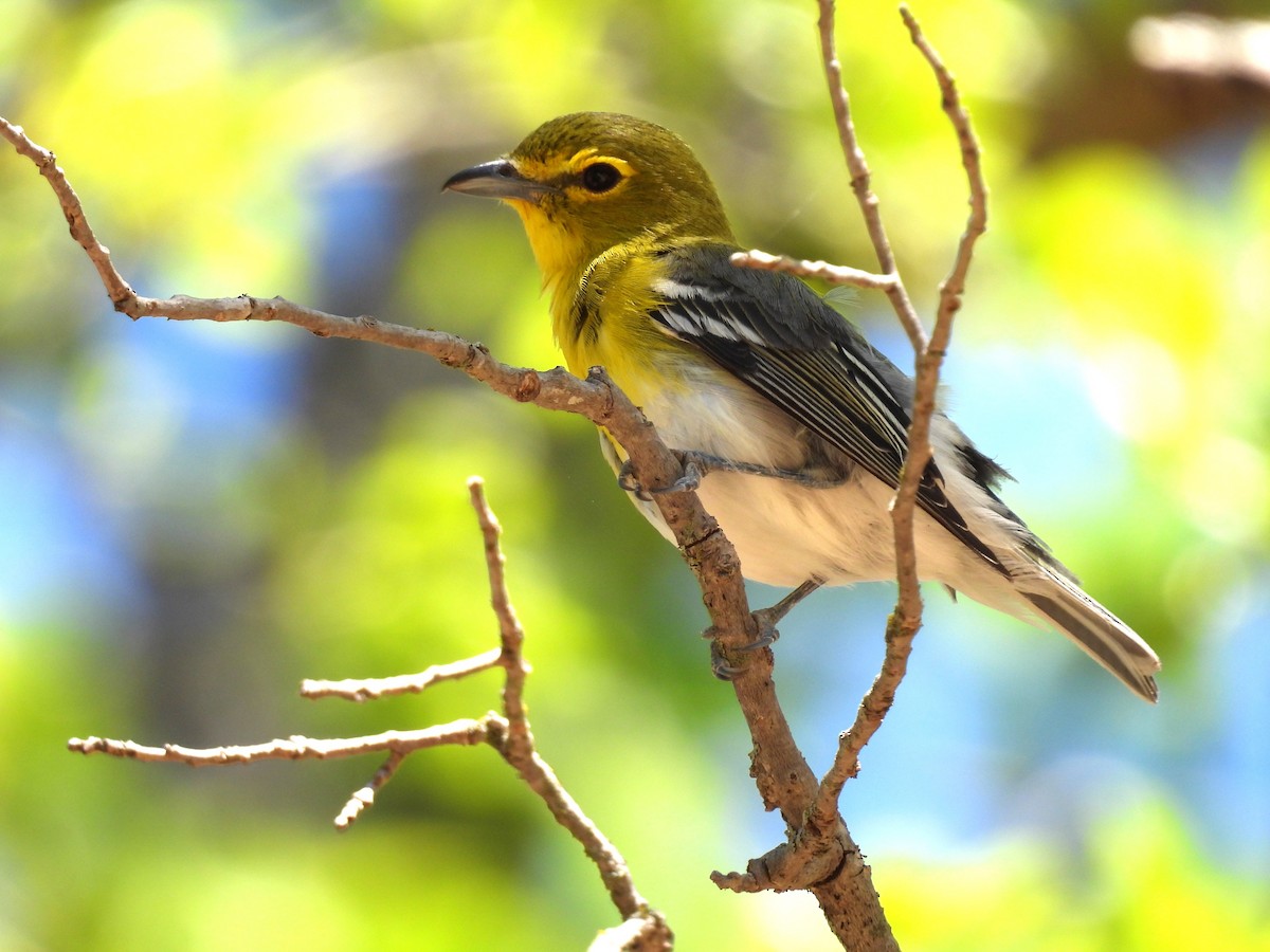 gulbrystvireo - ML617502008