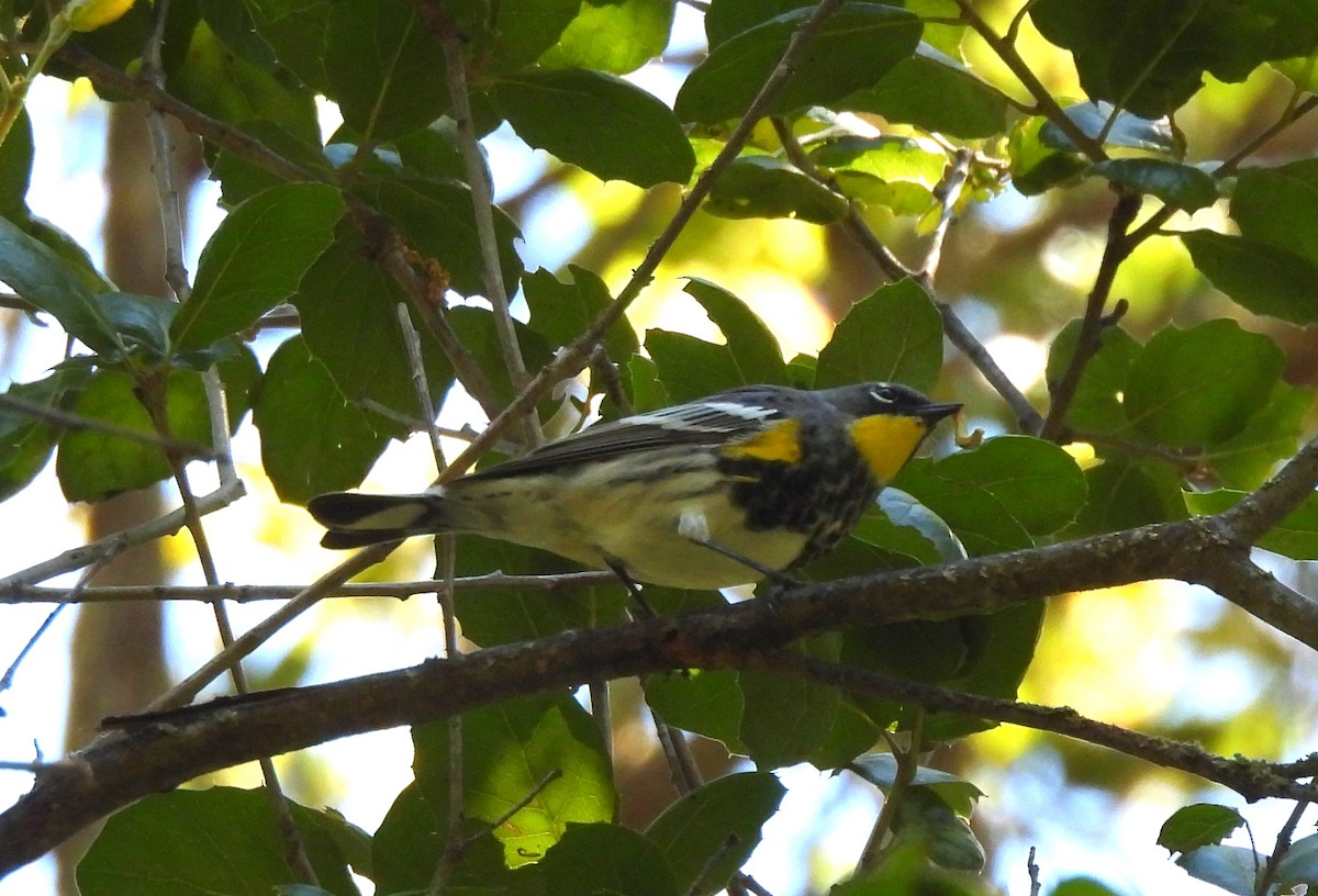 Yellow-rumped Warbler - Sharon Wilcox