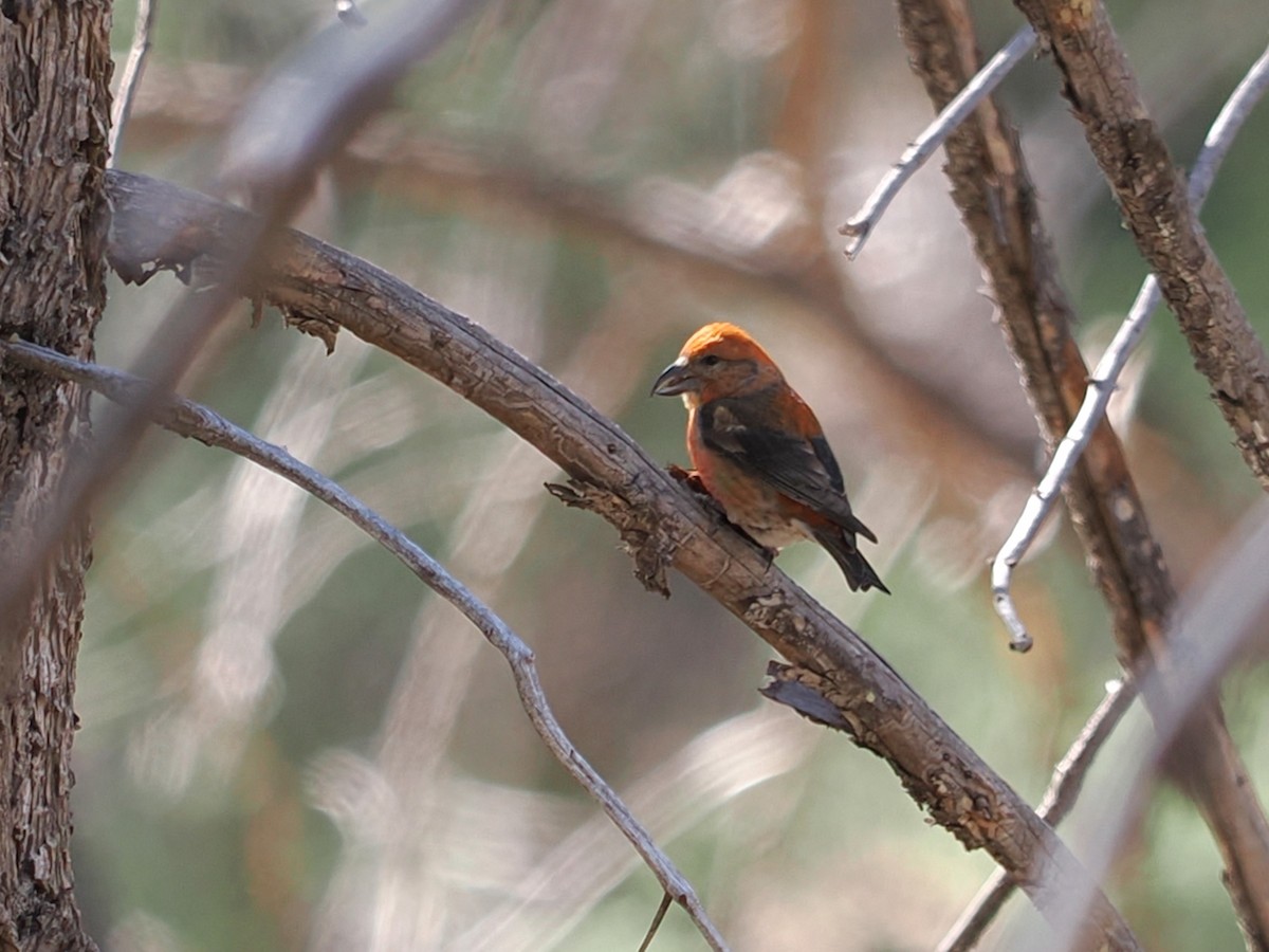 Red Crossbill - ML617502016