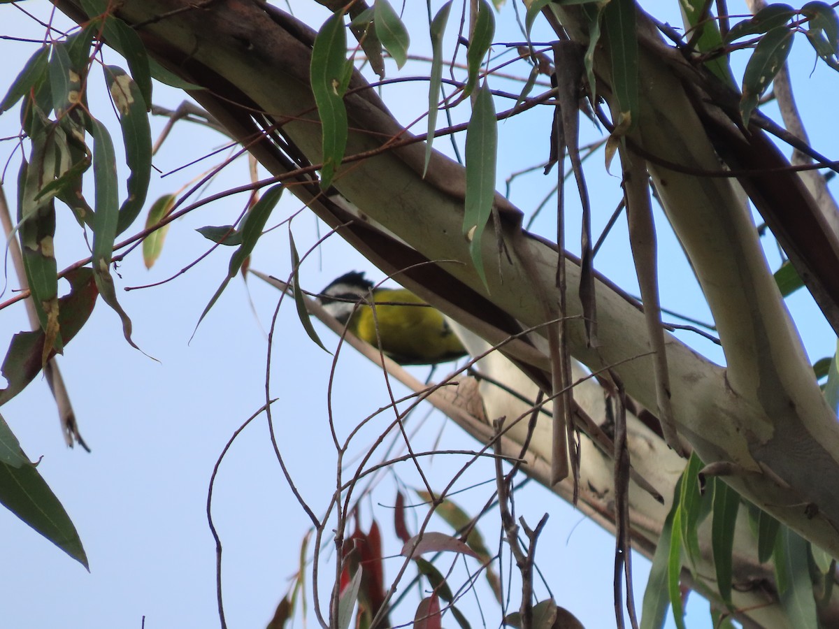 Eastern Shrike-tit - ML617502021