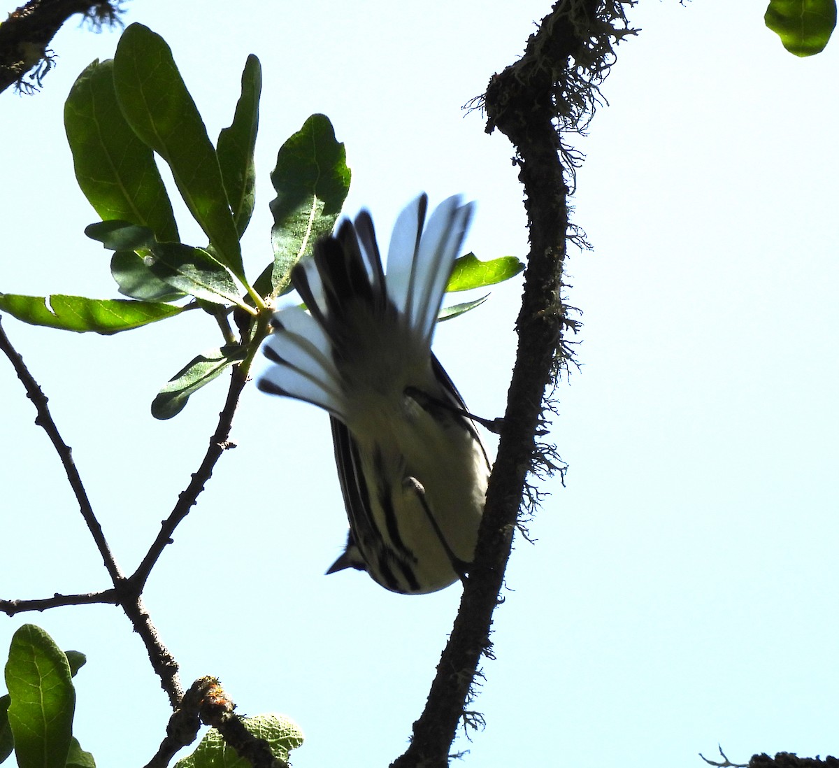Black-throated Gray Warbler - ML617502023
