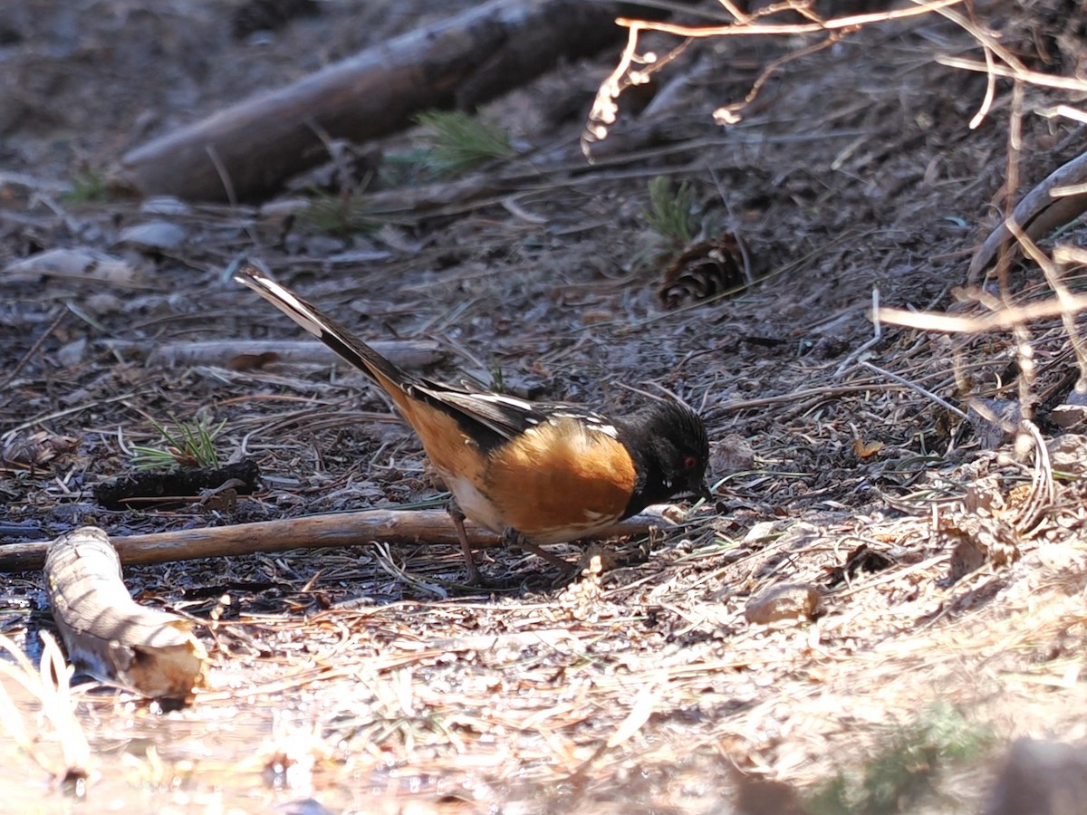 Spotted Towhee - Robert Gearhart