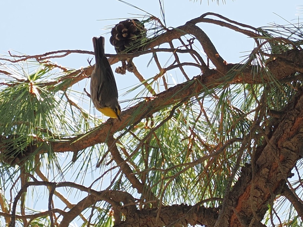 Grace's Warbler - ML617502028