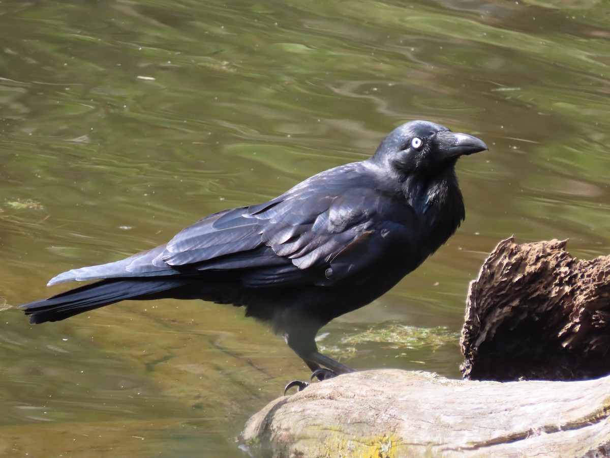 Australian Raven - ML617502045