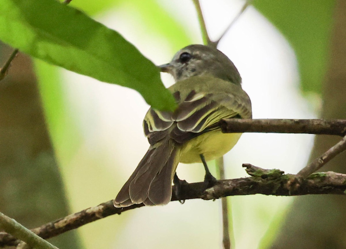 Mistletoe Tyrannulet - ML617502052