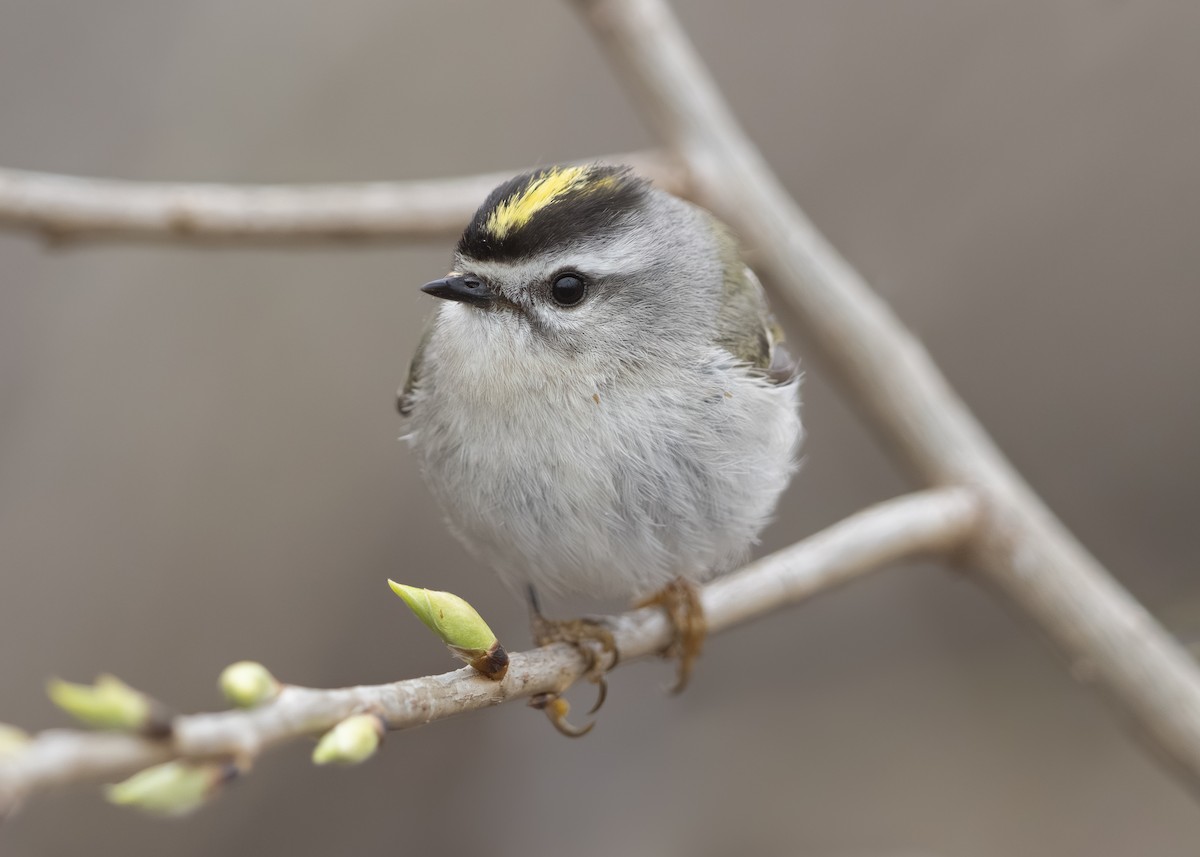 Golden-crowned Kinglet - ML617502100