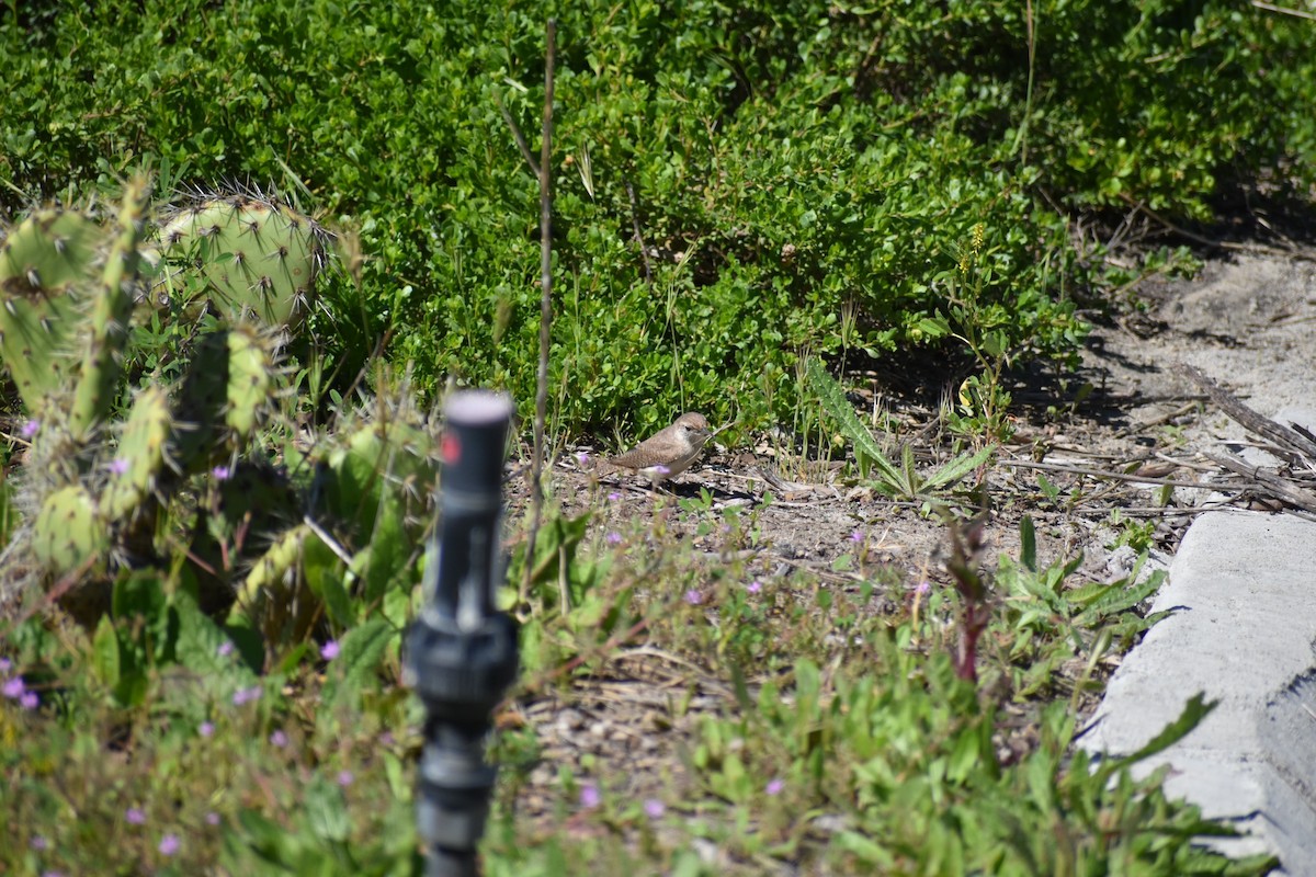 Rock Wren - ML617502147