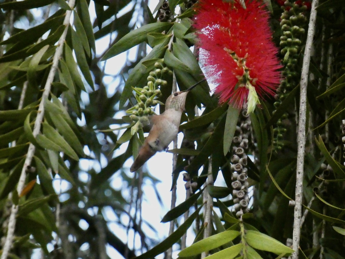 Allen's Hummingbird - ML617502162