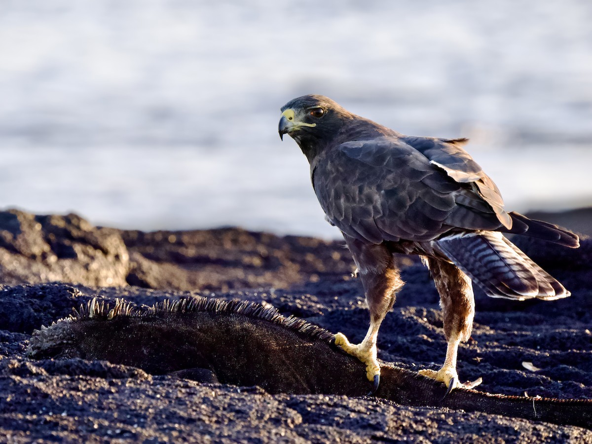 Galapagos Hawk - ML617502177