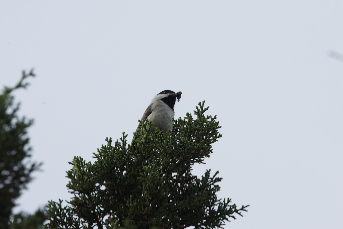 Carolina Chickadee - ML617502187