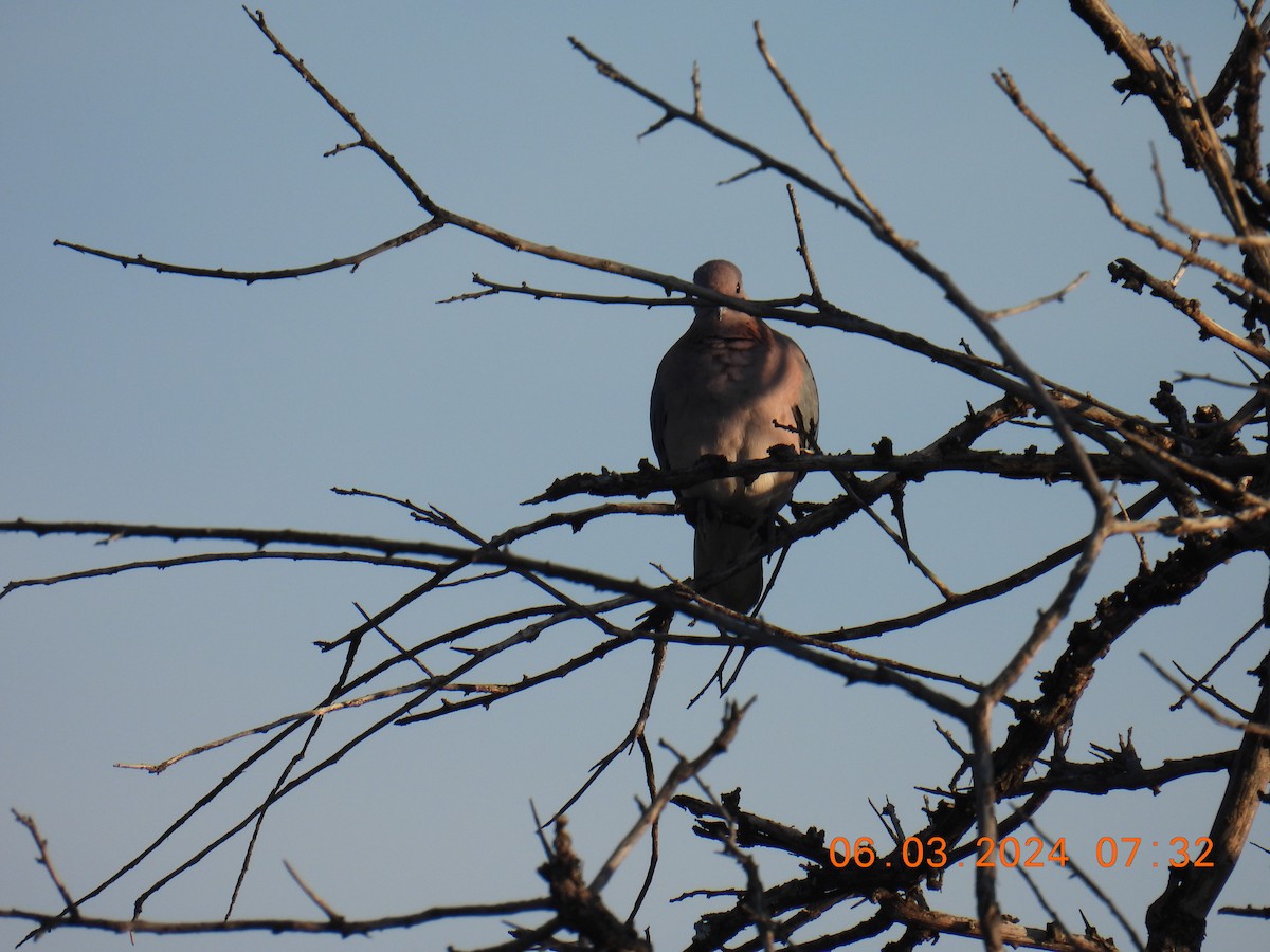 Laughing Dove - ML617502200