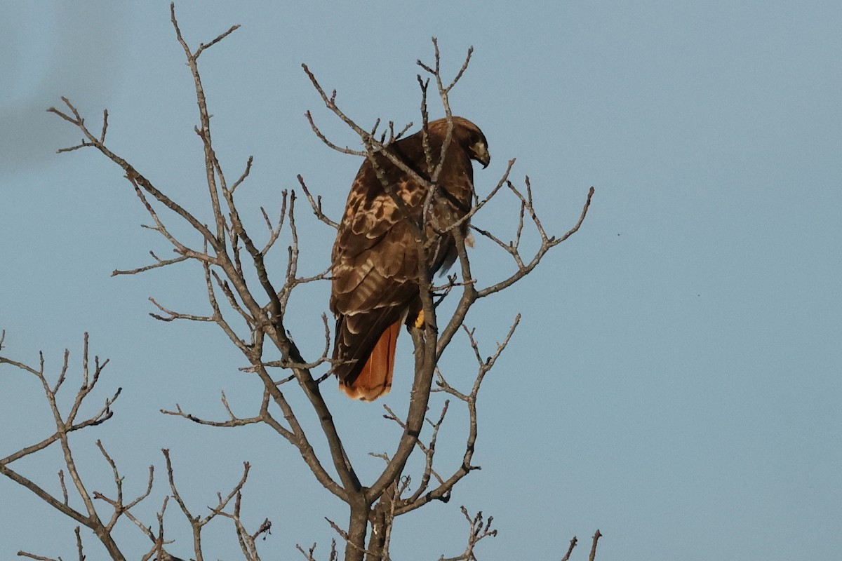 Red-tailed Hawk - David Yeamans