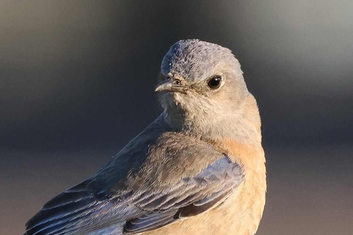 Western Bluebird - ML617502247