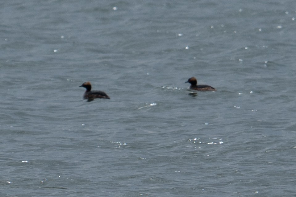 Horned Grebe - Nathan Thokle