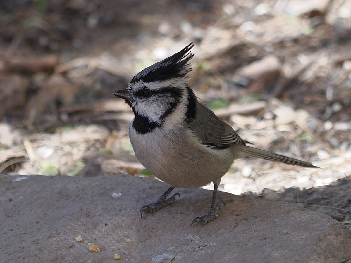 Bridled Titmouse - ML617502262