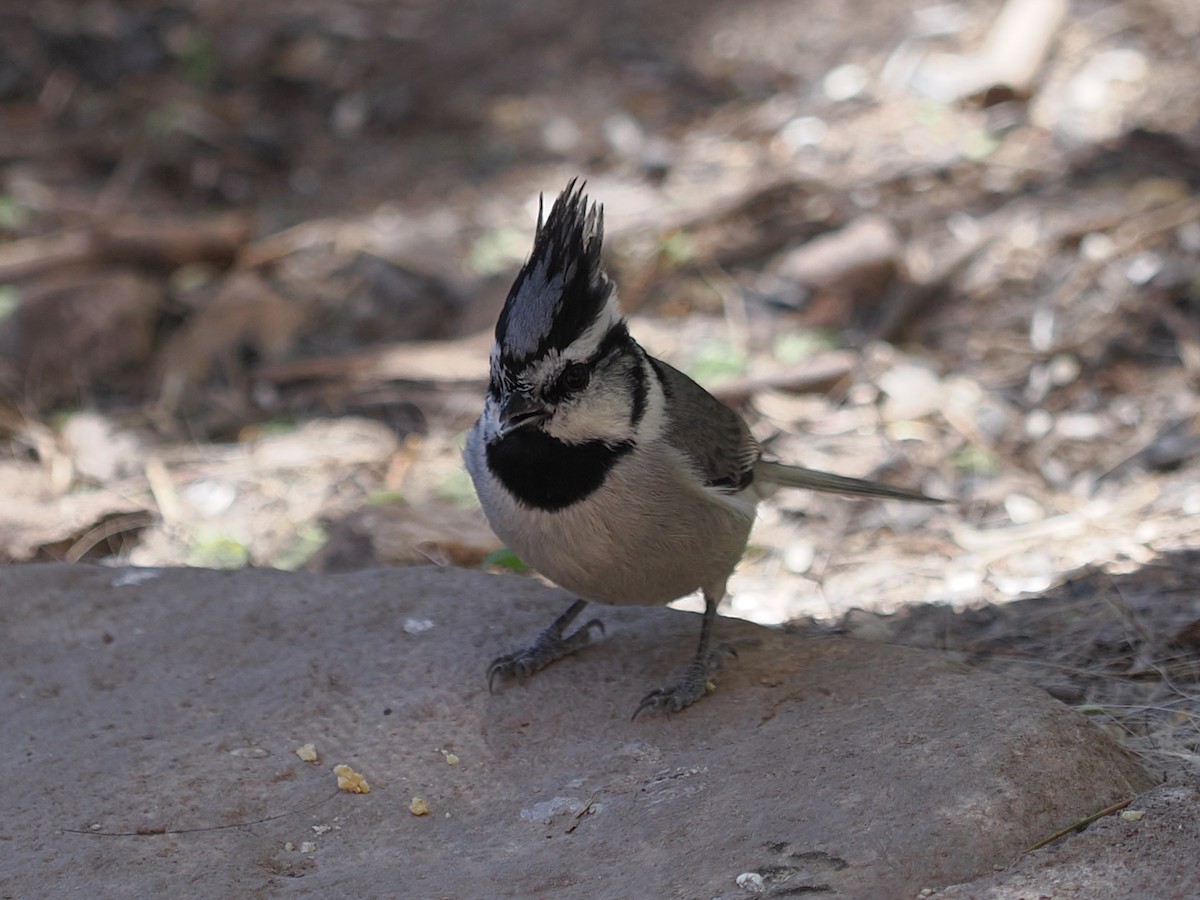 Bridled Titmouse - ML617502263