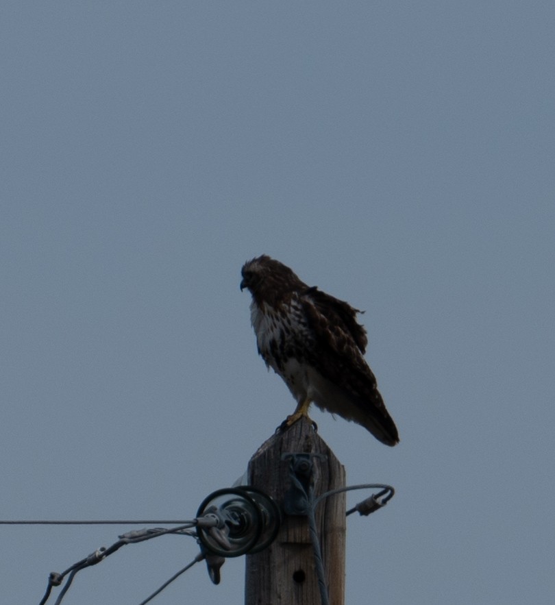 Red-tailed Hawk - Nathan Thokle