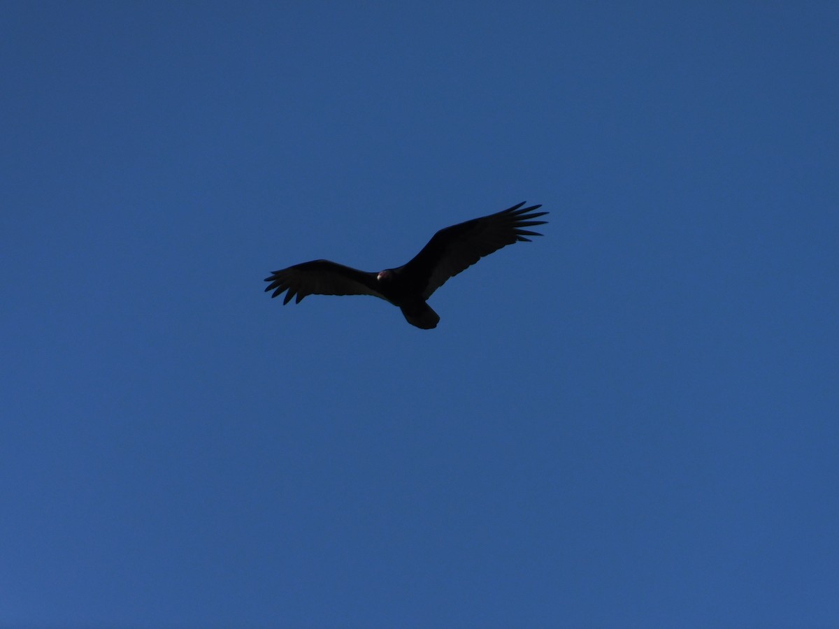 Turkey Vulture - Hailey Earl