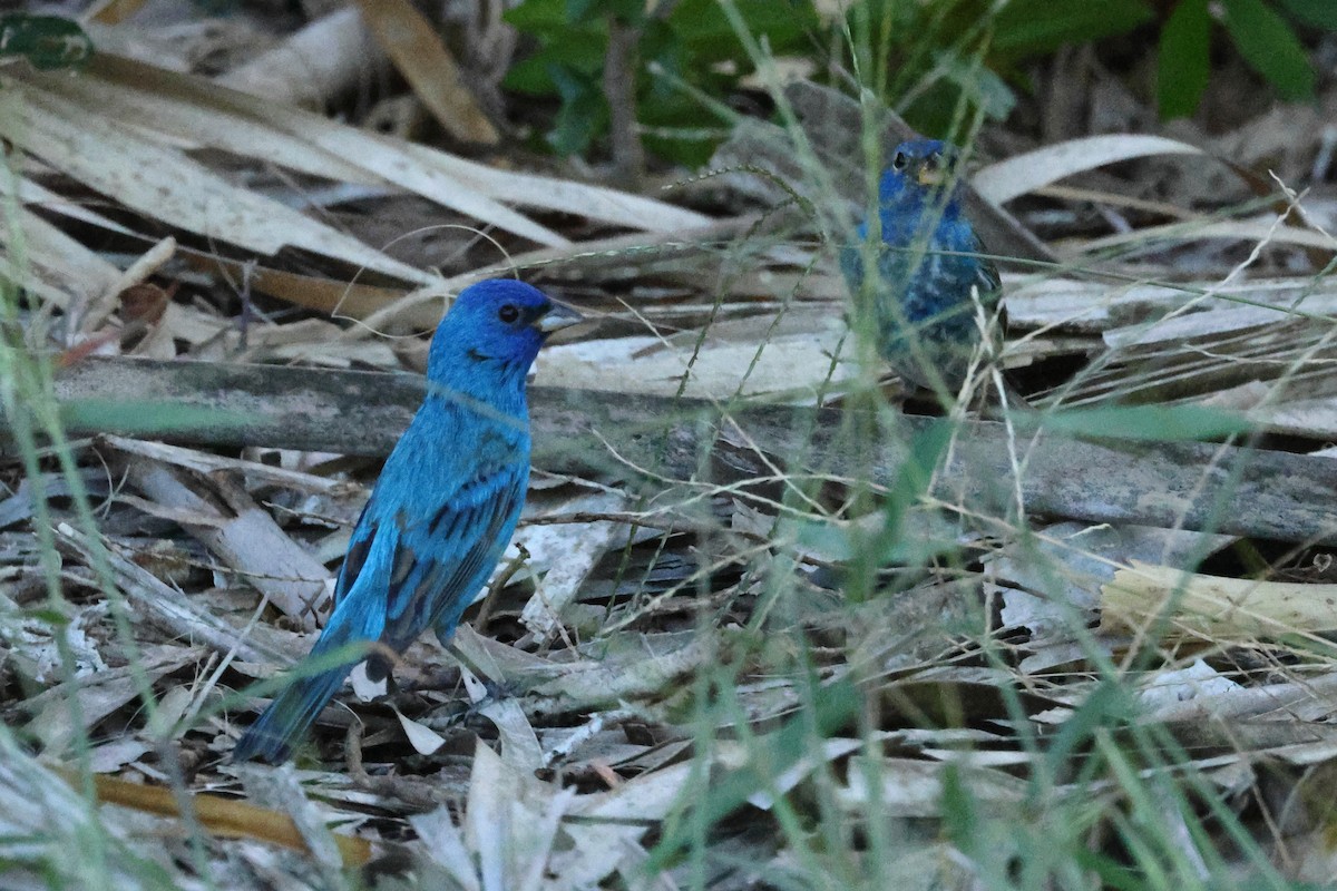 Indigo Bunting - Glenn Turner