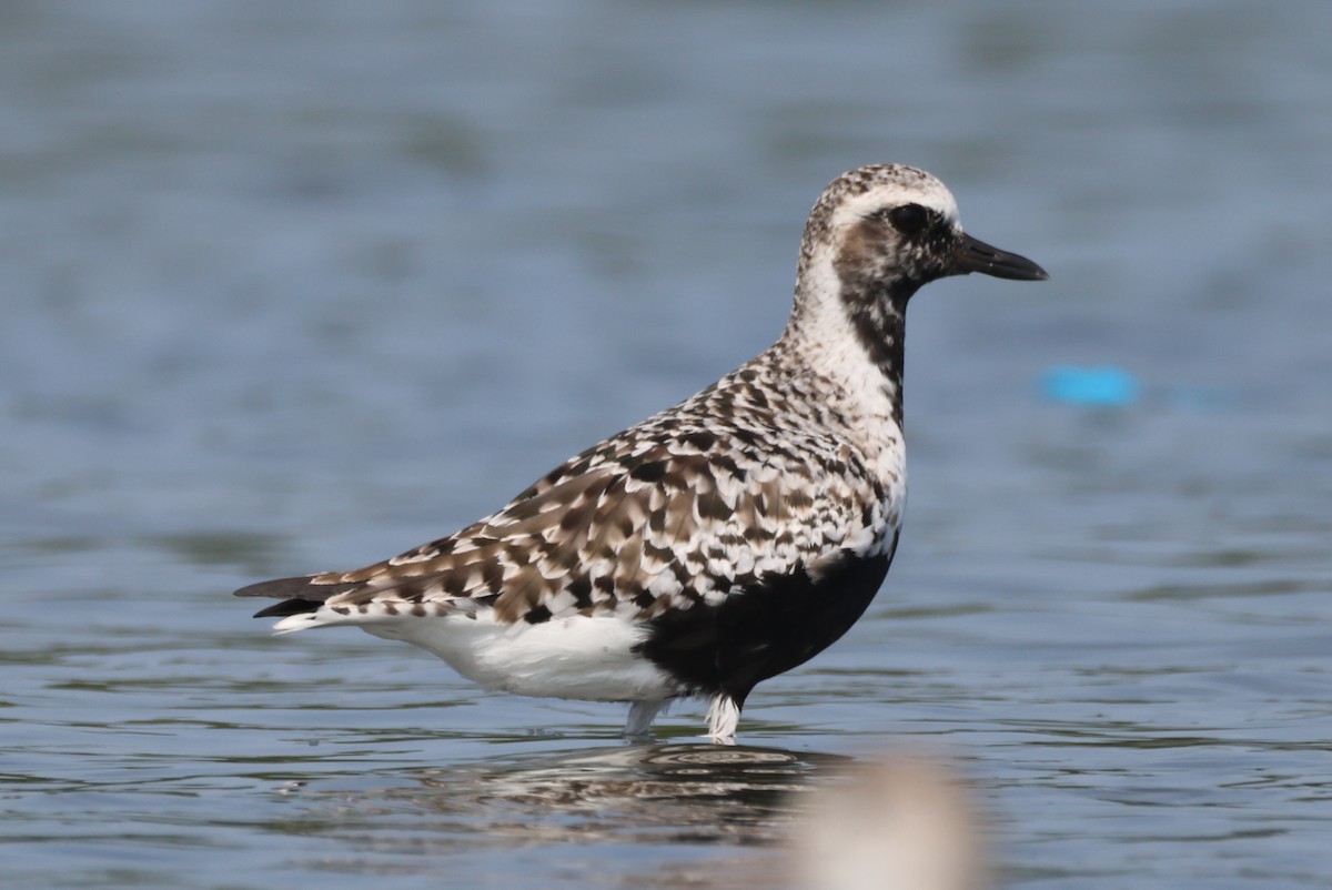 Black-bellied Plover - Jorge Alcalá