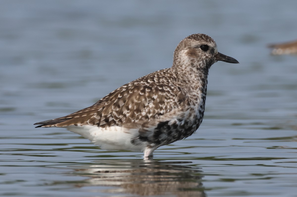 Black-bellied Plover - ML617502303